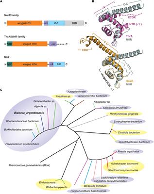 MliR, a novel MerR-like regulator of iron homeostasis, impacts metabolism, membrane remodeling, and cell adhesion in the marine Bacteroidetes Bizionia argentinensis